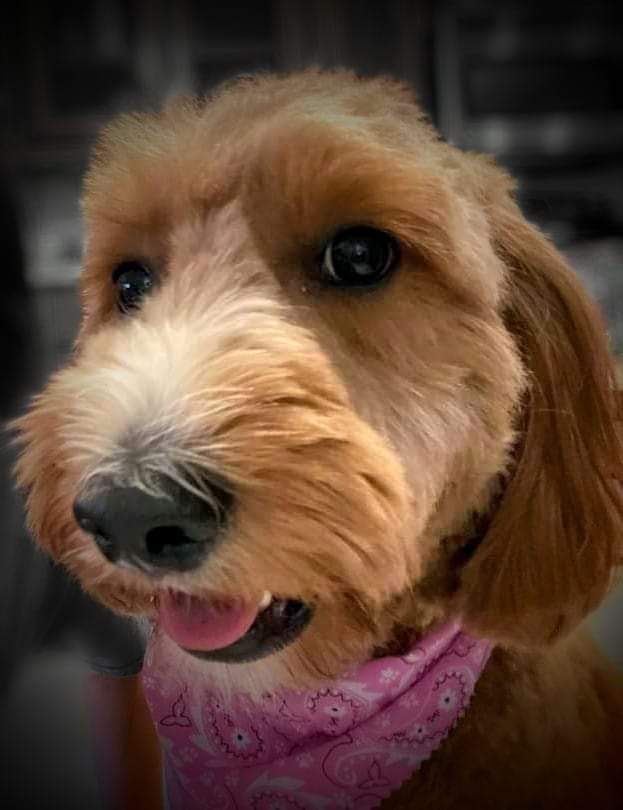 WAI Acupuncture Therapy Dog