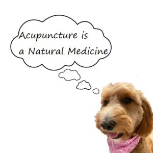 Acupuncture Natural Medicine | WAI Longwood