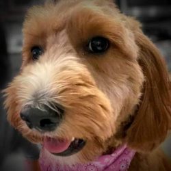 WAI Acupuncture Therapy Dog